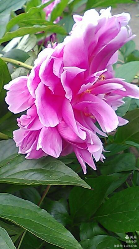 上海中山公园公寓,上海中山公园游玩攻略