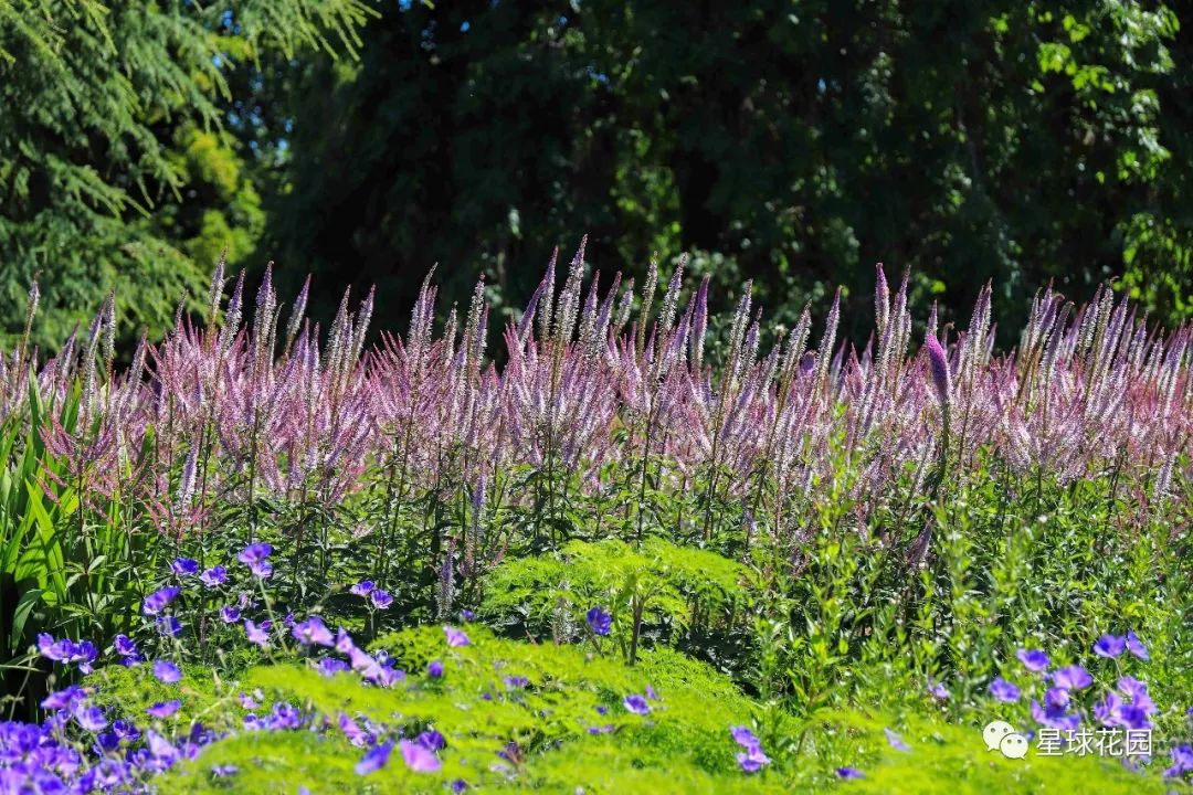 二木带你游花园|邱园（kewgarden）离我们到底有多远？