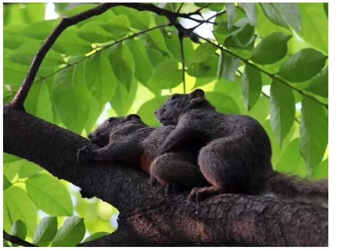松鼠妹子：“来追我呀，你追上我，就让你嘿嘿嘿...”