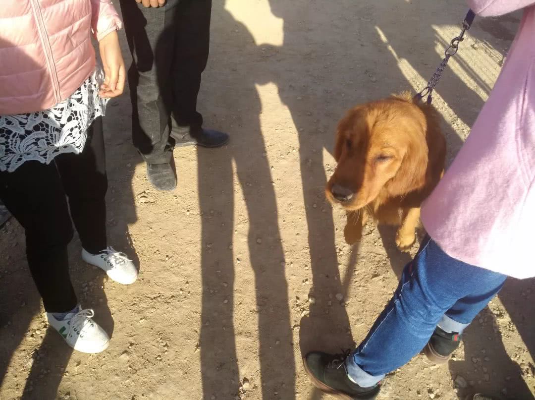 狗市：女子出售小眼金毛报价700元，你喜欢这样的金毛吗？