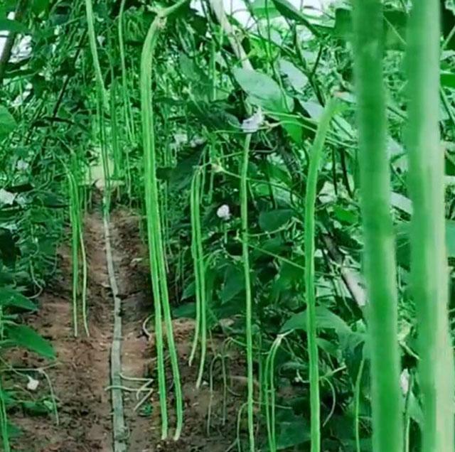 高氯甲维盐对豆角钻心虫有效吗,豆角钻心虫是什么蛾子下的幼虫