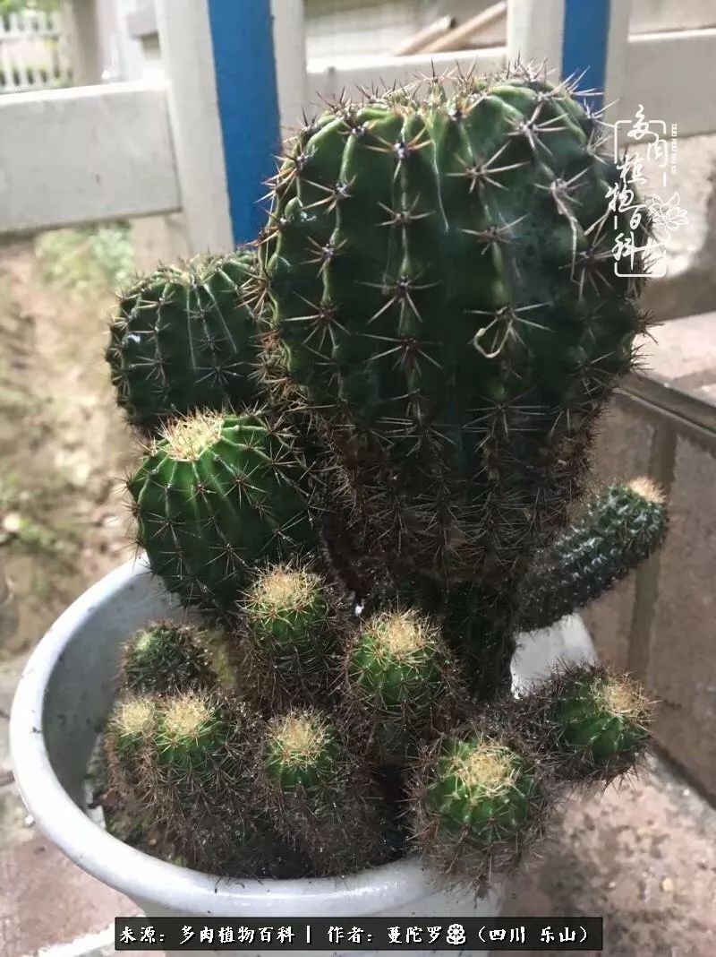 转角遇见多肉,遇见多肉治愈自己