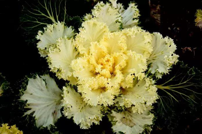 绿色像菜一样的花,像菜一样的花