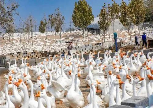 养鹅看家护院什么品种好,打工赚不到钱回家养鸡