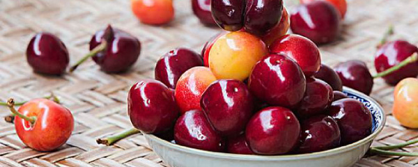 大樱桃种植技术视频播放,大樱桃种植技术培训班