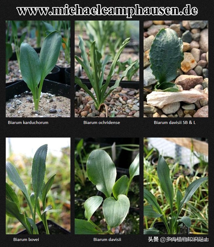 香气迷人的植物,有独特香气的植物