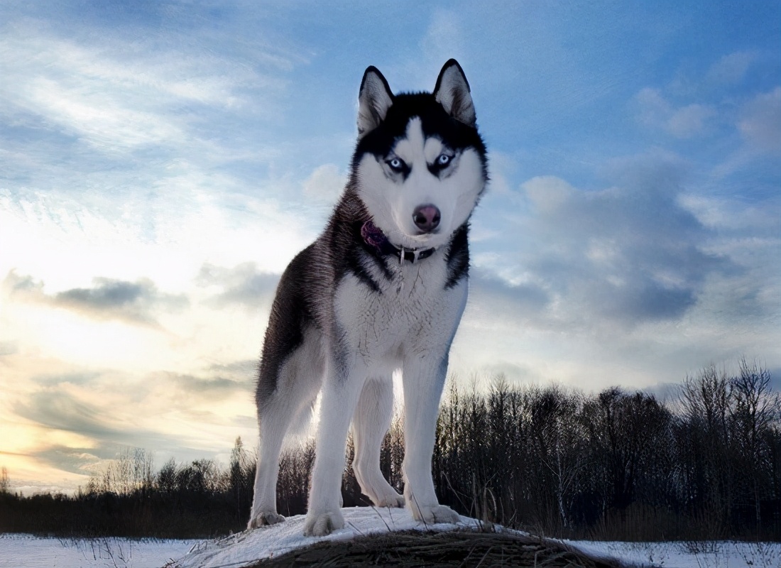 世界上十大最美丽的狗品种,世界上最好看的10种狗动物