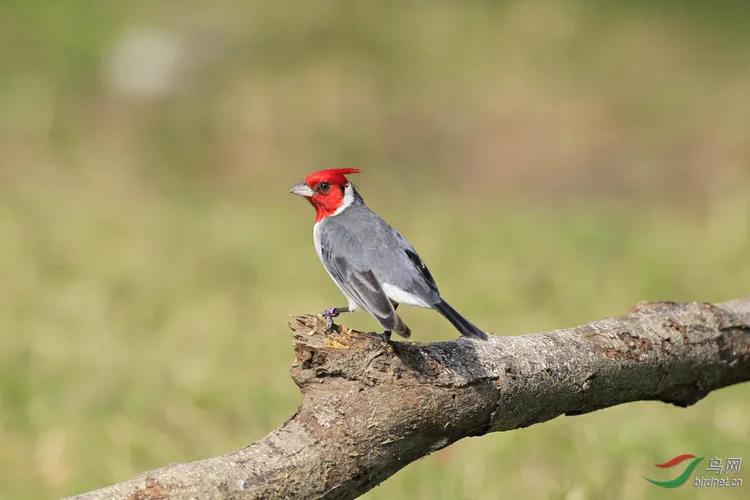 你认识吗丁啉,你认识吗