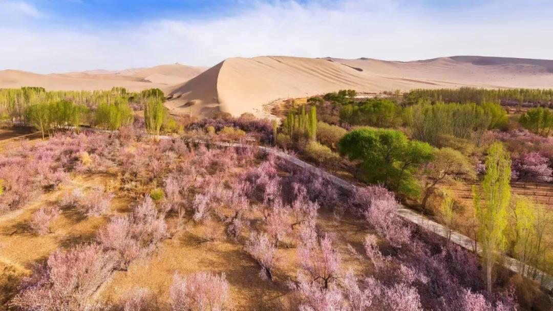 敦煌李广杏子熟了,敦煌李广杏甜度