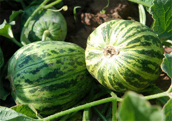 菜瓜种植病害,黄瓜菜瓜病虫害怎么防治