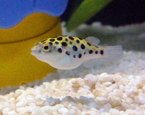 涓轰粈涔堥奔缂搁噷闈㈣帿鍚嶅叾濡欏鍑鸿灪,楸肩几閲岀獊鐒跺嚭鐜板緢澶氳灪鎬庝箞澶勭悊