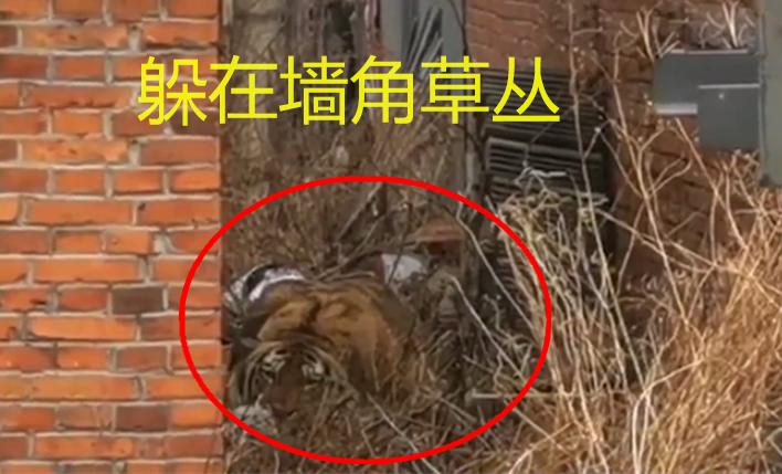 东北虎闯进村庄袭击放羊人,野生东北虎袭击人