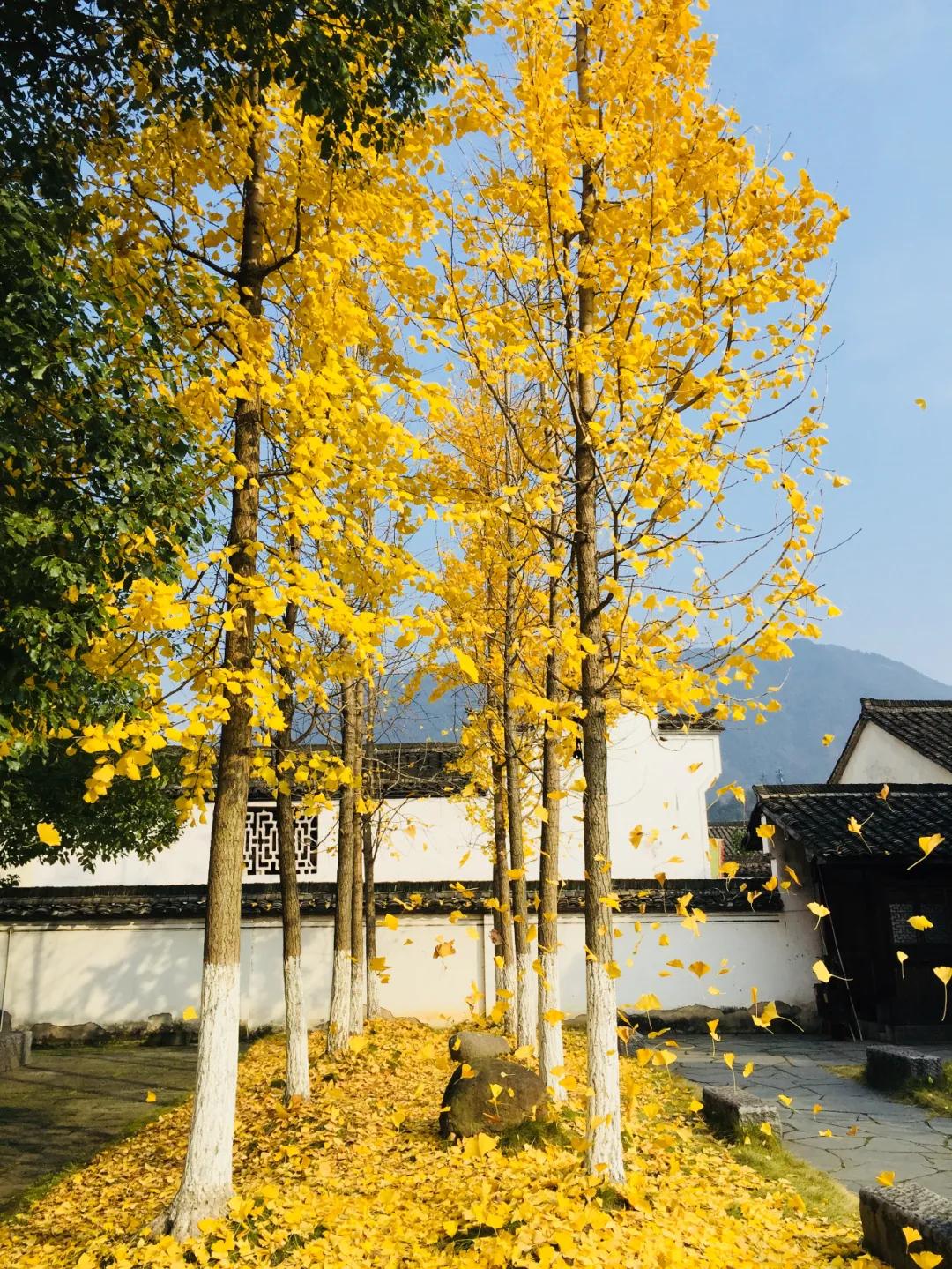 杭州最佳赏秋路线推荐,杭州附近赏秋的地方