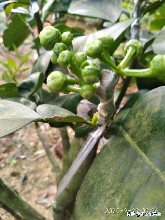 红宝石泰柚是什么,什么是红宝石