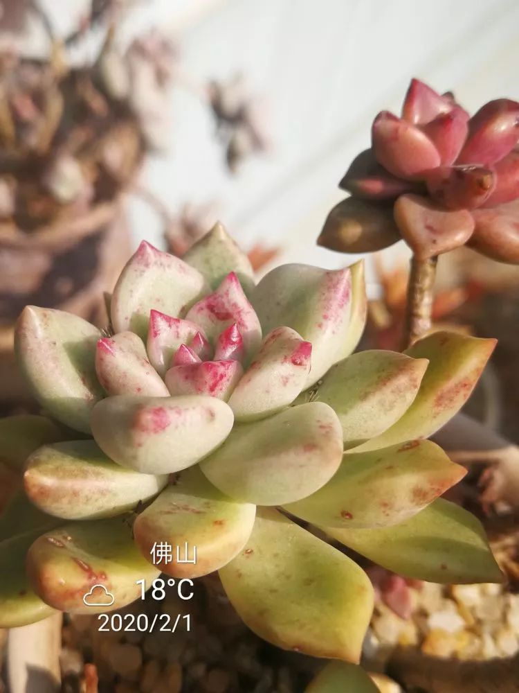 一杯清茶一道暖阳,一杯清茶温暖的时光