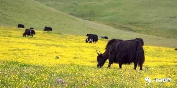 六月下旬甘南大草原花海,七月的甘南草原花海风光