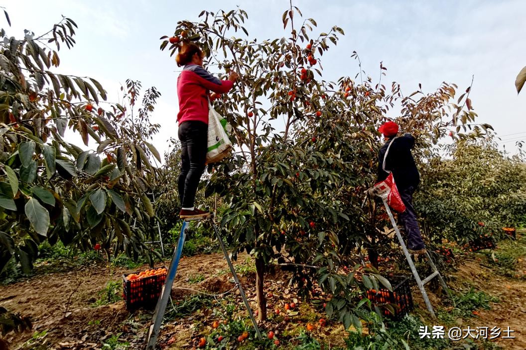 晋南的火葫芦柿子熟了，雇工摘一天可挣百元，但依然难以雇到