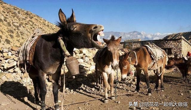 马和驴为什么不生小孩,为什么骡子没办法生育马和驴