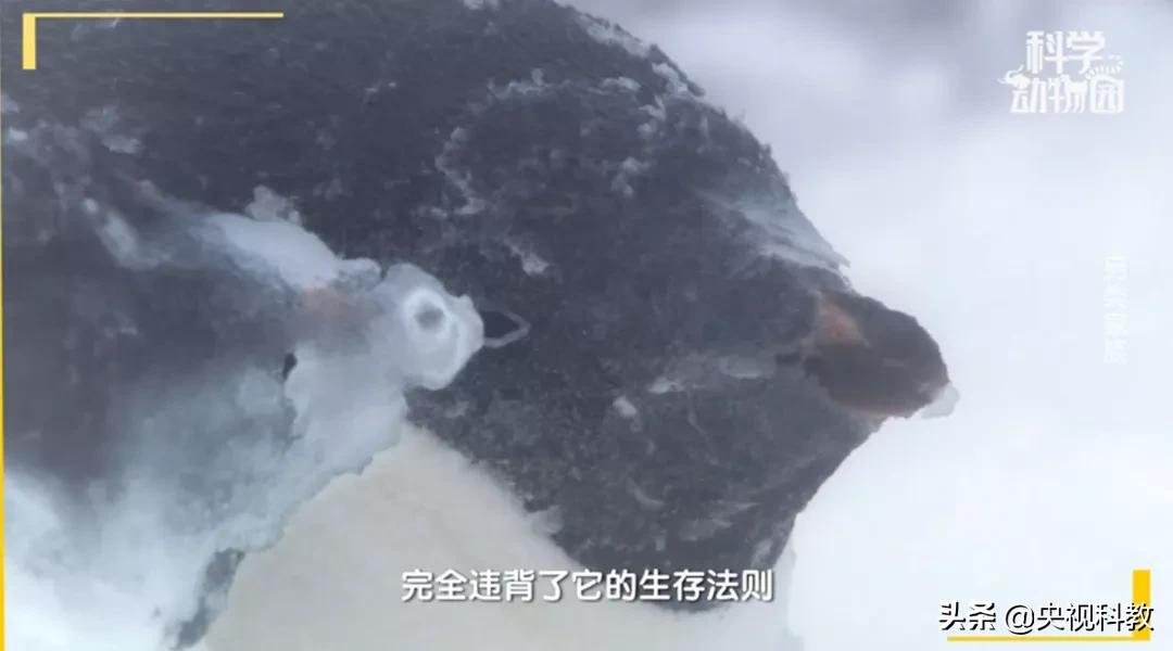 某些企鹅竟然偷东西成瘾，张腾岳一句话道破真相
