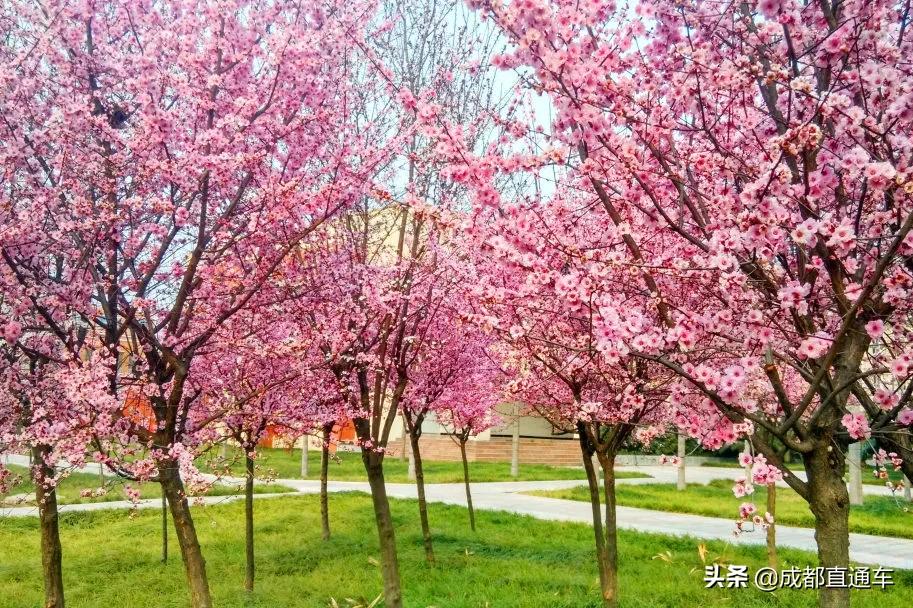 花开的季节合唱视频,花开的季节和你相遇