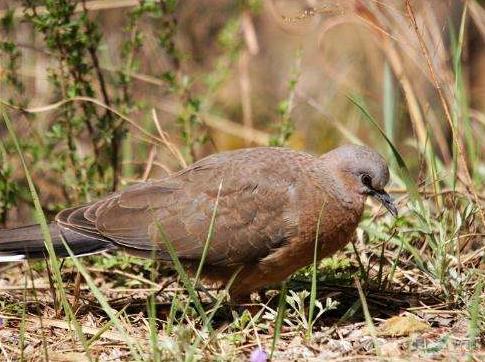 地球最奇特的沙漠,地球上最优越的气候是什么气候