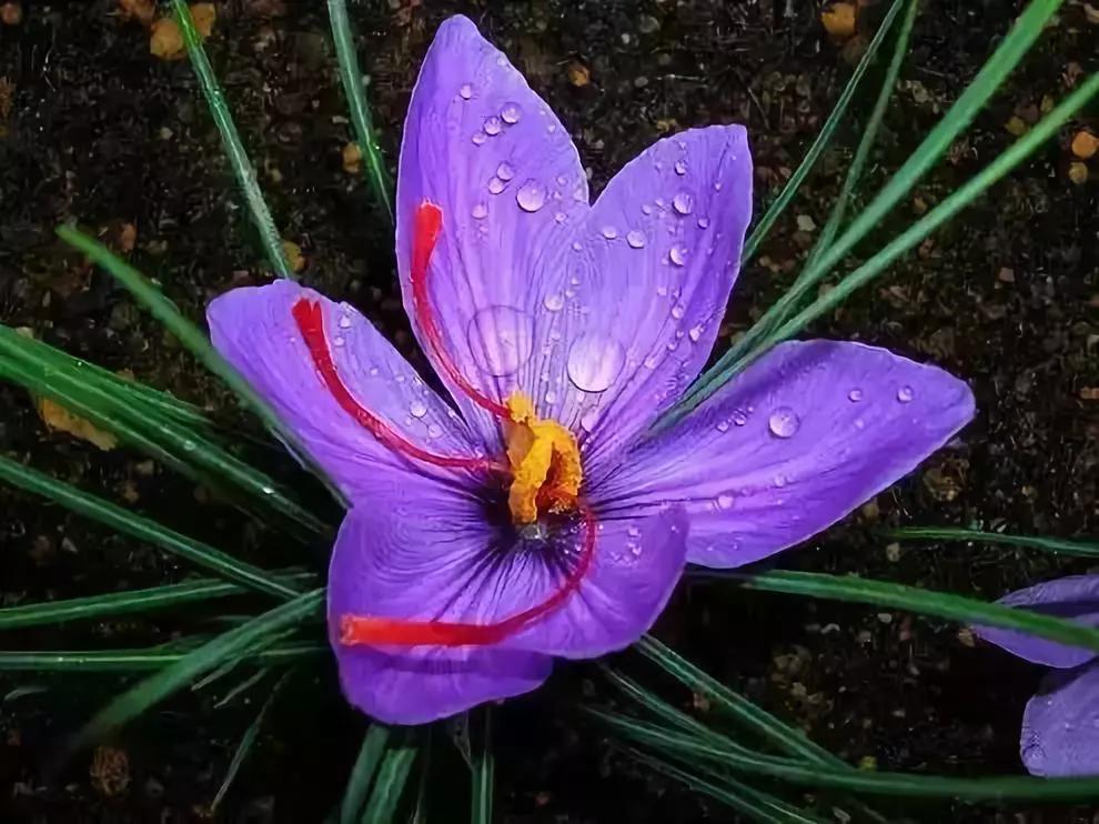中国十大名贵稀有植物物种,全身是宝的名贵植物有哪些