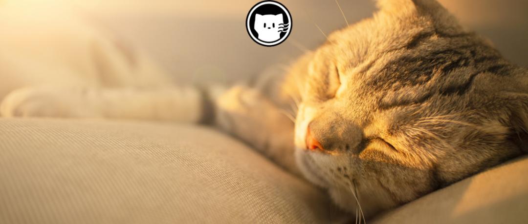 长着胡子的猫咪什么品种,有胡子的猫咪是哪种猫