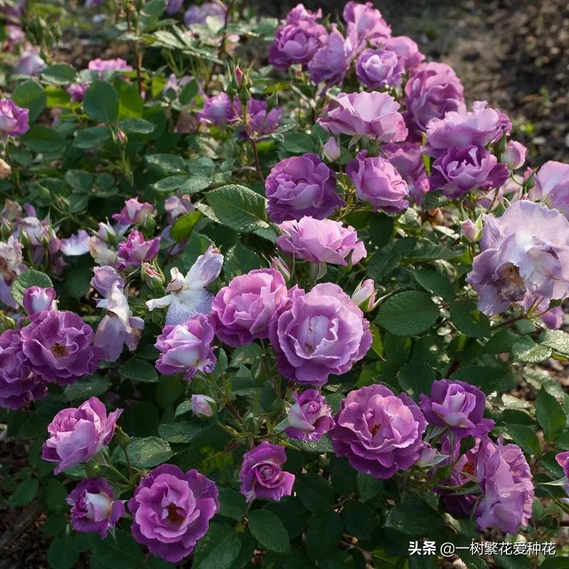 蓝紫青龙月季优缺点,天狼蓝紫月季