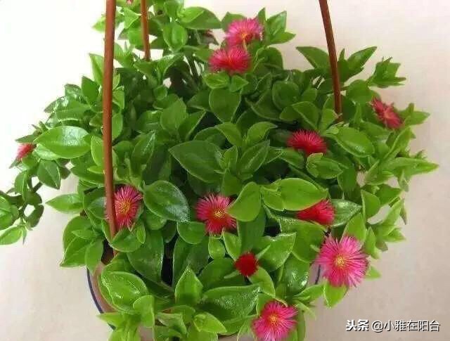 什么吊兰好养也漂亮,好养开花好看的吊兰