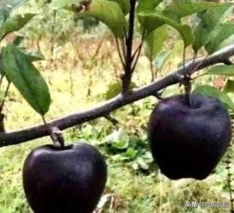 黑苹果水果有什么营养,黑苹果水果的营养价值