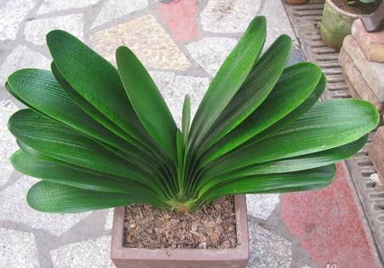 君子兰换盆后多久恢复生长,君子兰如何摆放能使叶片整齐生长