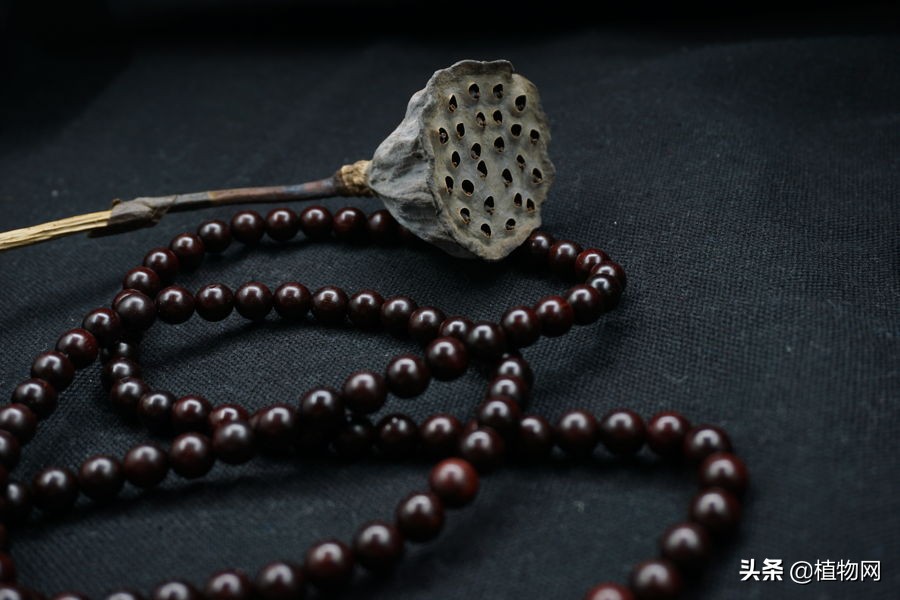 檀木如何鉴别,檀木怎么保养才正确