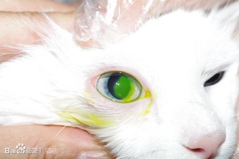 猫杯状病毒感染怎么治疗,猫鼻支病毒感染怎么治