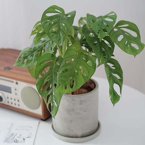 龟背竹黄叶子怎么办视频,龟背竹发黄怎么补救