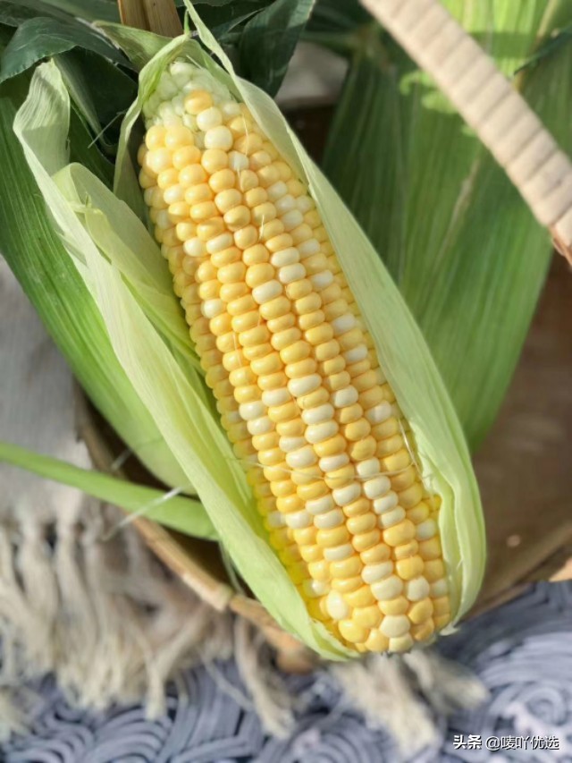 爆浆奶香水果玉米,水果玉米可以直接生吃吗