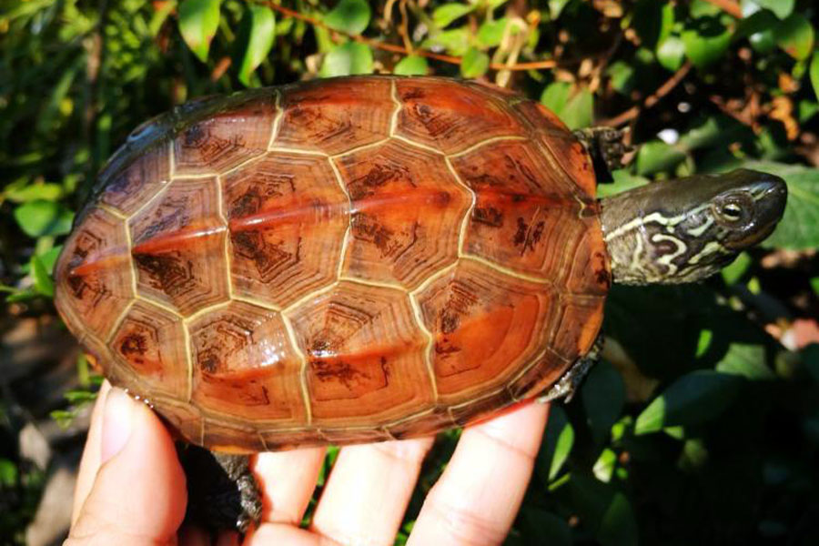 乌龟变成畸形的样子,很好看宠物乌龟