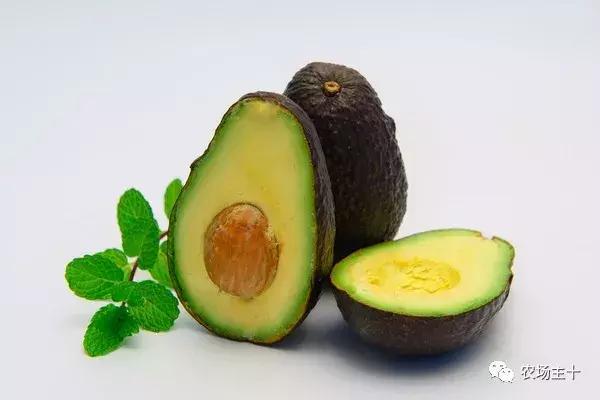 牛油果不爱吃怎么办,牛油果为什么很多人不敢吃