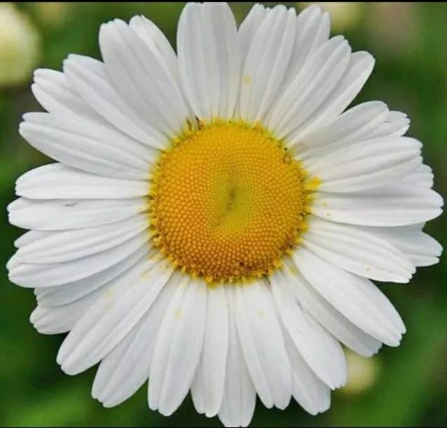 低位肛瘘切除术手术记录,肛瘘手术后食谱一日三餐