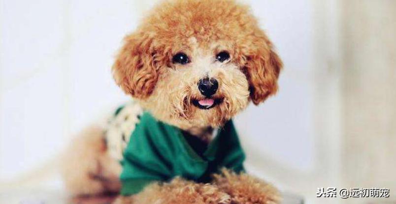 流浪宠物小泰迪怎么养好,一只小泰迪的乐趣