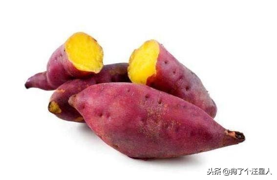 养狗小课堂:泰迪犬除了吃狗粮,这5种食物也能吃!