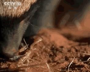 全球最无所畏惧的平头哥,世界上谁能打败平头哥