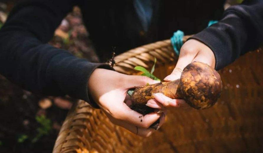 松茸在日本怎么吃,松茸一般怎么吃比较好