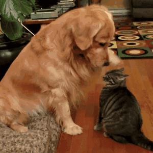 如果养娃能重来一次,我一定让娃生下来就把书当玩具