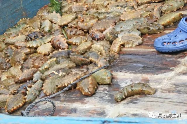 海参那么贵真的有营养吗,海参多少钱一斤为什么这么贵