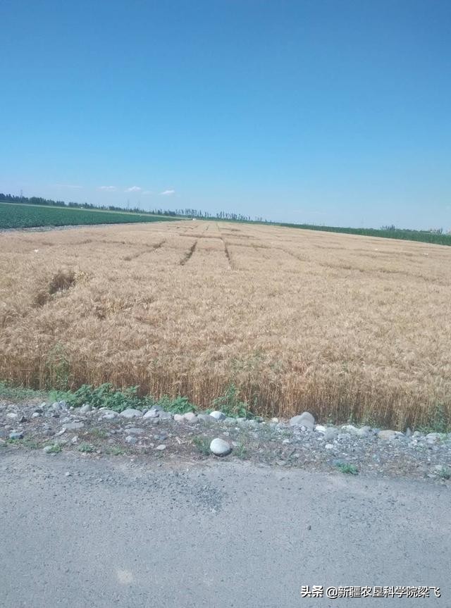 盐碱地小麦什么时候浇返青水最好,小麦地盐碱化