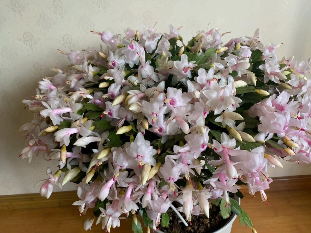 10种“吉利花”,“穷养”才能长大,越挤越壮实,越大越“旺家”