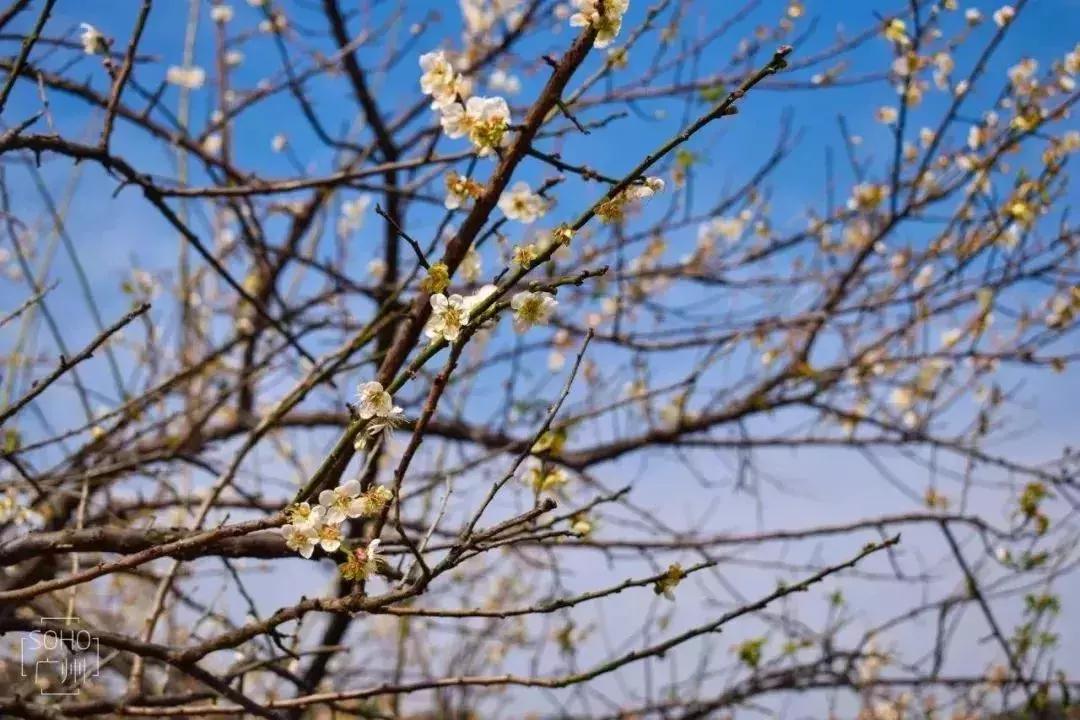 广州地铁旅游打卡攻略,广州适合春游的免费景点