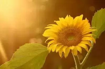 100种花的花语以及送花礼仪分享,100种花的名字和图片带花语