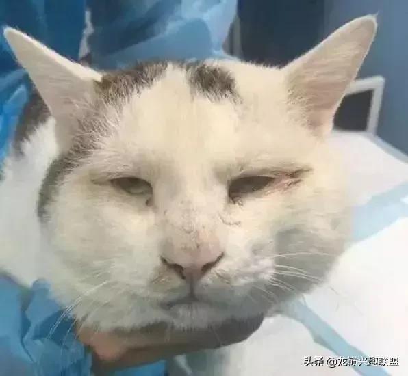 宠物整形美容,给宠物做美容多少钱