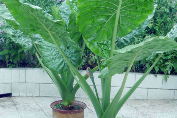 水培滴水观音叶子下垂怎么回事,滴水观音发黄下垂的叶子怎么处理